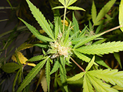 marijuana plant